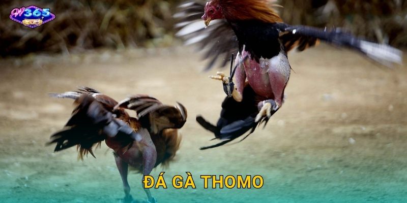 Đá Gà Thomo W365 – Sân Chơi Cá Cược Truyền Thống Đỉnh Cao