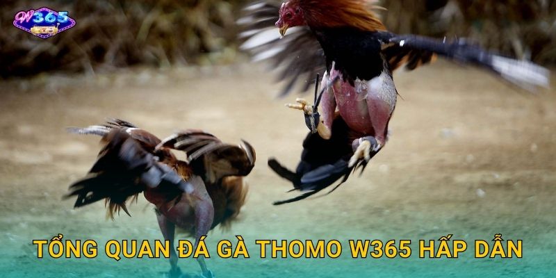 Tổng Quan Đá Gà Thomo W365 Hấp Dẫn