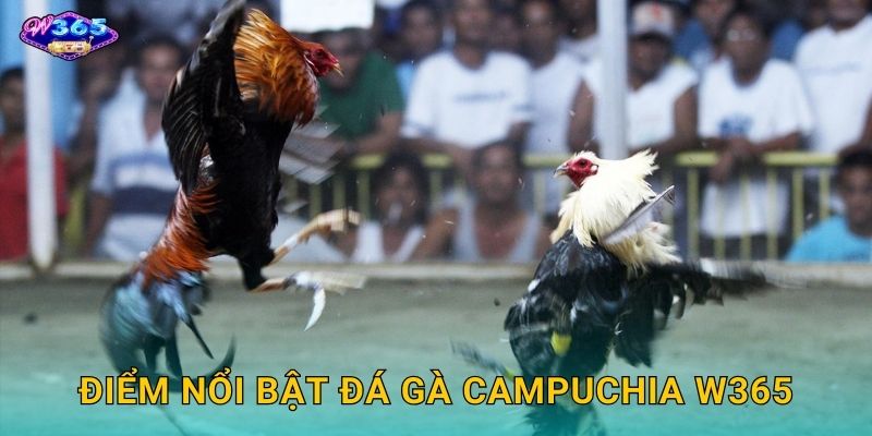 Điểm Nổi Bật Đá Gà Campuchia W365