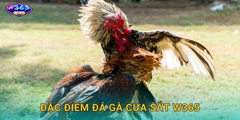 Đặc Điểm Đá Gà Cựa Sắt W365