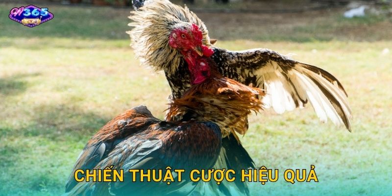 Chiến Thuật Cược Hiệu Quả