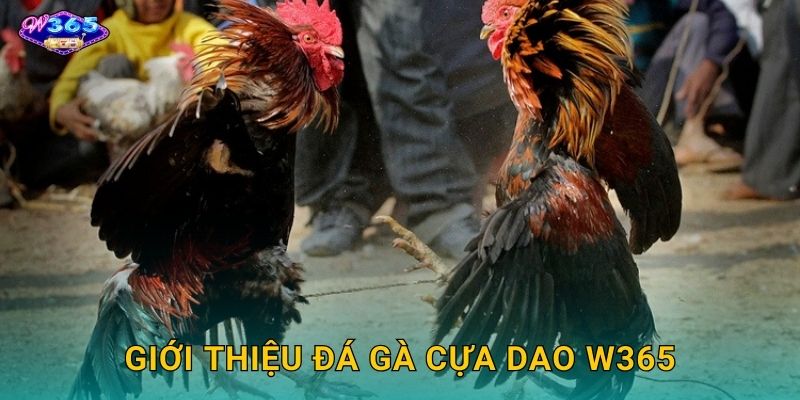 Giới Thiệu Đá Gà Cựa Dao W365
