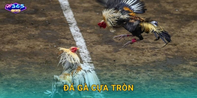 Đá Gà Cựa Tròn W365 – Sân Chơi Truyền Thống Việt Nam