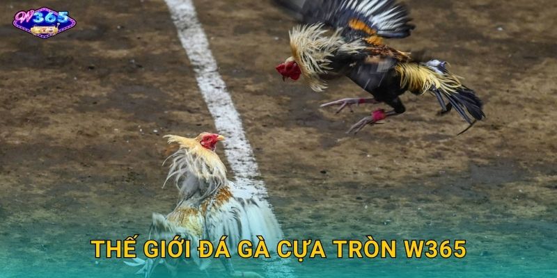 Thế Giới Đá Gà Cựa Tròn W365