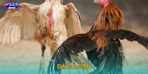 Đá Gà Đòn W365 – Nghệ Thuật Chiến Đấu Đỉnh Cao