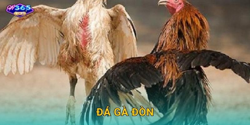Đá Gà Đòn W365 – Nghệ Thuật Chiến Đấu Đỉnh Cao