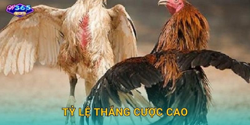 Tỷ Lệ Thắng Cược Cao