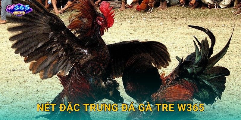 Đá Gà Tre W365 - Môn Cá Cược Dân Gian Hấp Dẫn 2 Nét Đặc Trưng Đá Gà Tre W365