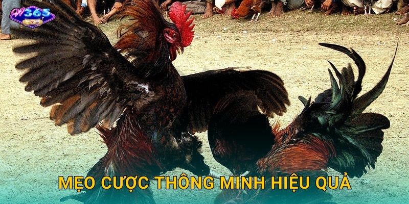 Đá Gà Tre W365 - Môn Cá Cược Dân Gian Hấp Dẫn 3 Mẹo Cược Thông Minh Hiệu Quả