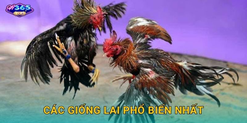 Các Giống Lai Phổ Biến Nhất