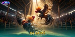 Đá Gà Mỹ W365 – Đẳng Cấp Cá Cược Từ Xứ Cờ Hoa