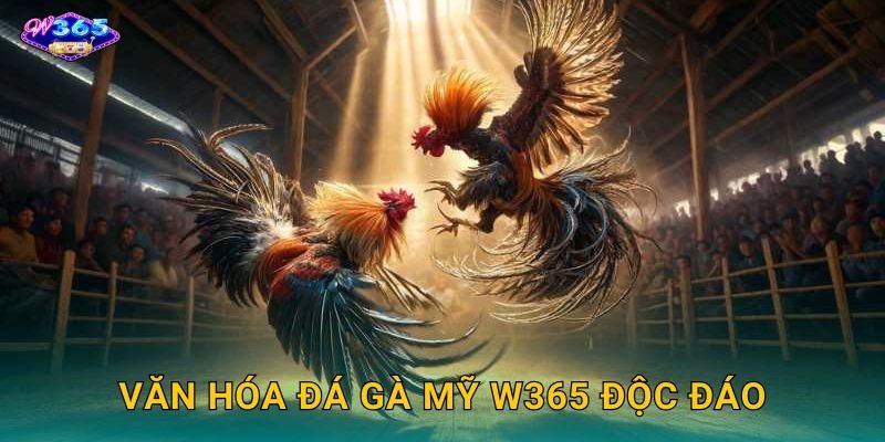 Văn Hóa Đá Gà Mỹ W365 Độc Đáo
