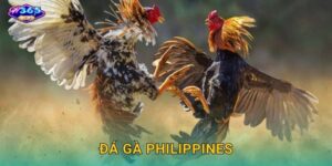 Đá Gà Philippines W365 – Cái Nôi Của Gà Chiến Đẳng Cấp
