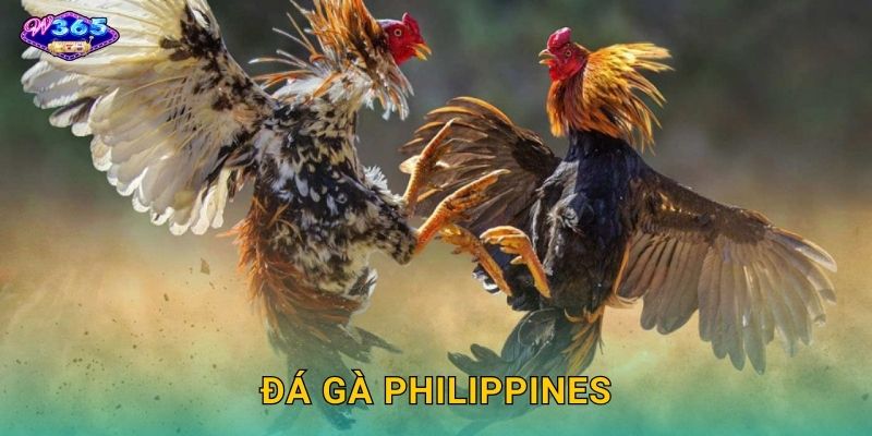 Đá Gà Philippines W365 – Cái Nôi Của Gà Chiến Đẳng Cấp