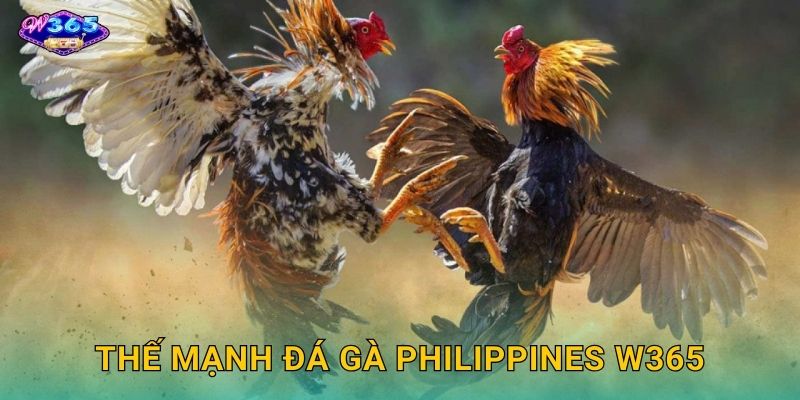 Thế Mạnh Đá Gà Philippines W365