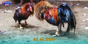 Đá Gà Indo W365 – Trải Nghiệm Văn Hóa Indonesia