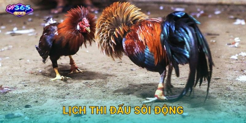 Lịch Thi Đấu Sôi Động