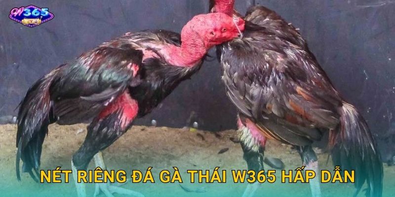 Nét Riêng Đá Gà Thái W365 Hấp Dẫn