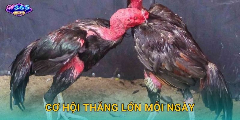 Cơ Hội Thắng Lớn Mỗi Ngày