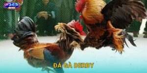 Đá Gà Derby W365 – Giải Đấu Danh Giá Hàng Đầu