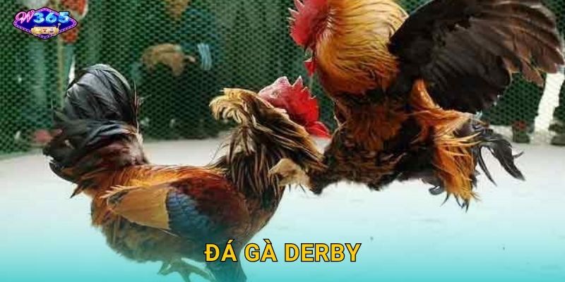 Đá Gà Derby W365 – Giải Đấu Danh Giá Hàng Đầu