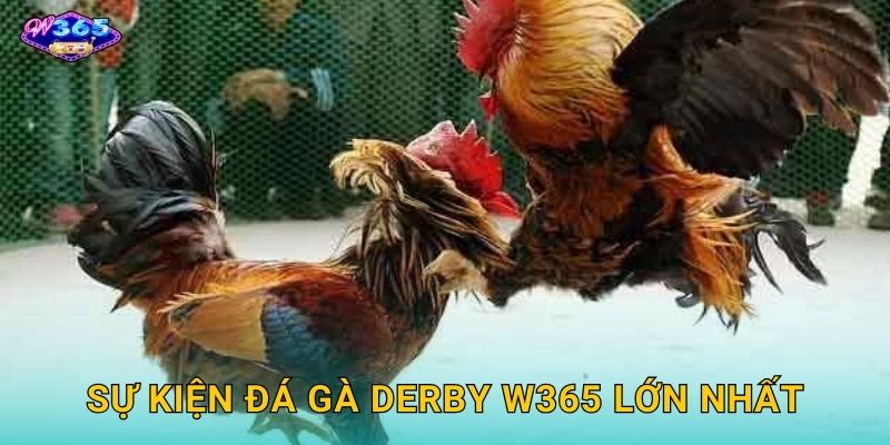 Sự Kiện Đá Gà Derby W365 Lớn Nhất