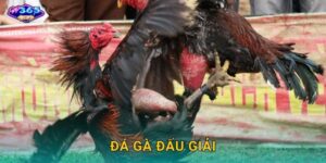 Đá Gà Đấu Giải W365 – Sân Khấu Của Những Nhà Vô Địch