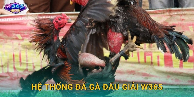 Hệ Thống Đá Gà Đấu Giải W365