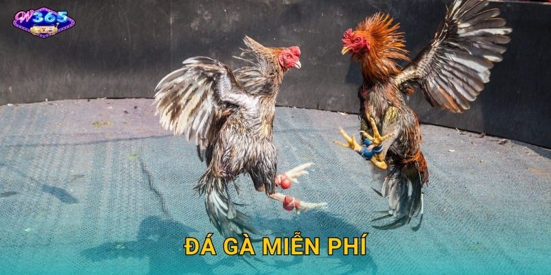 Đá Gà Miễn Phí W365 – Trải Nghiệm Không Tốn Phí